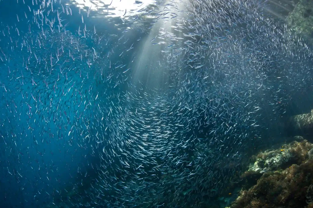 A shoal of fish over the reef at the Batu Bolong dive site