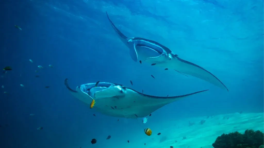A reef manta ray gliding over the reef at Manta Point, Komodo
