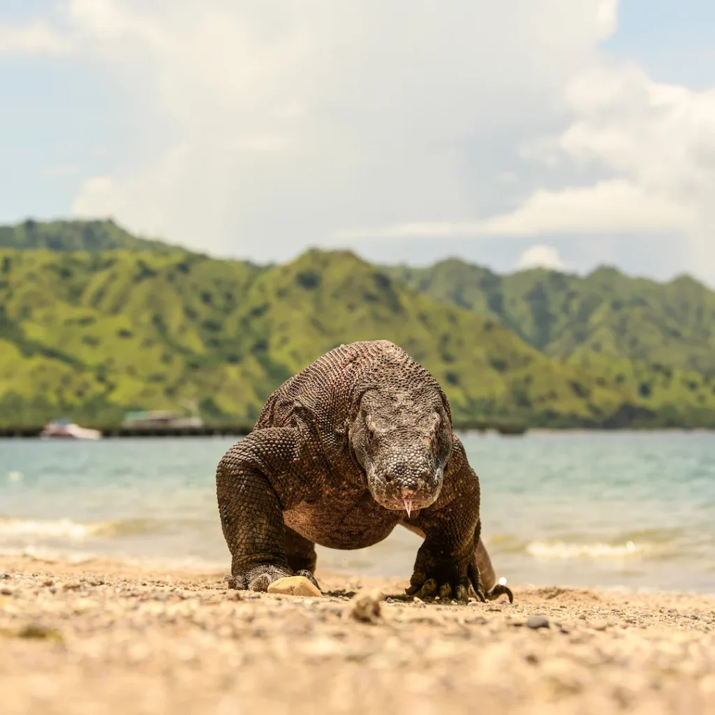 A Komodo dragon on the beach at Komodo Island