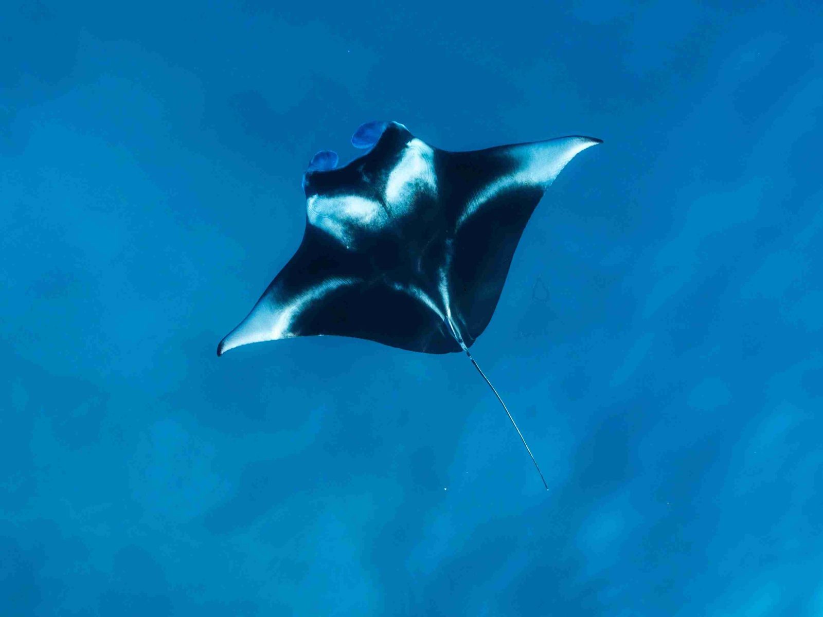 Manta Sandy