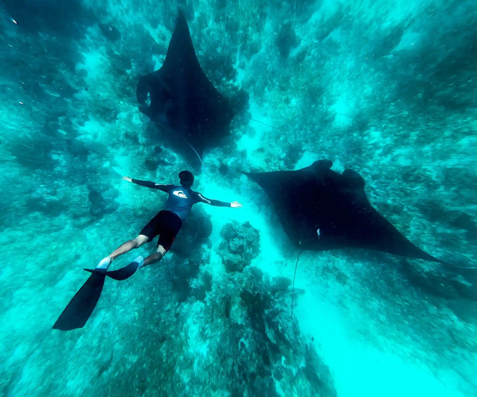Manta rays cruising a cleaning station in Komodo National Park