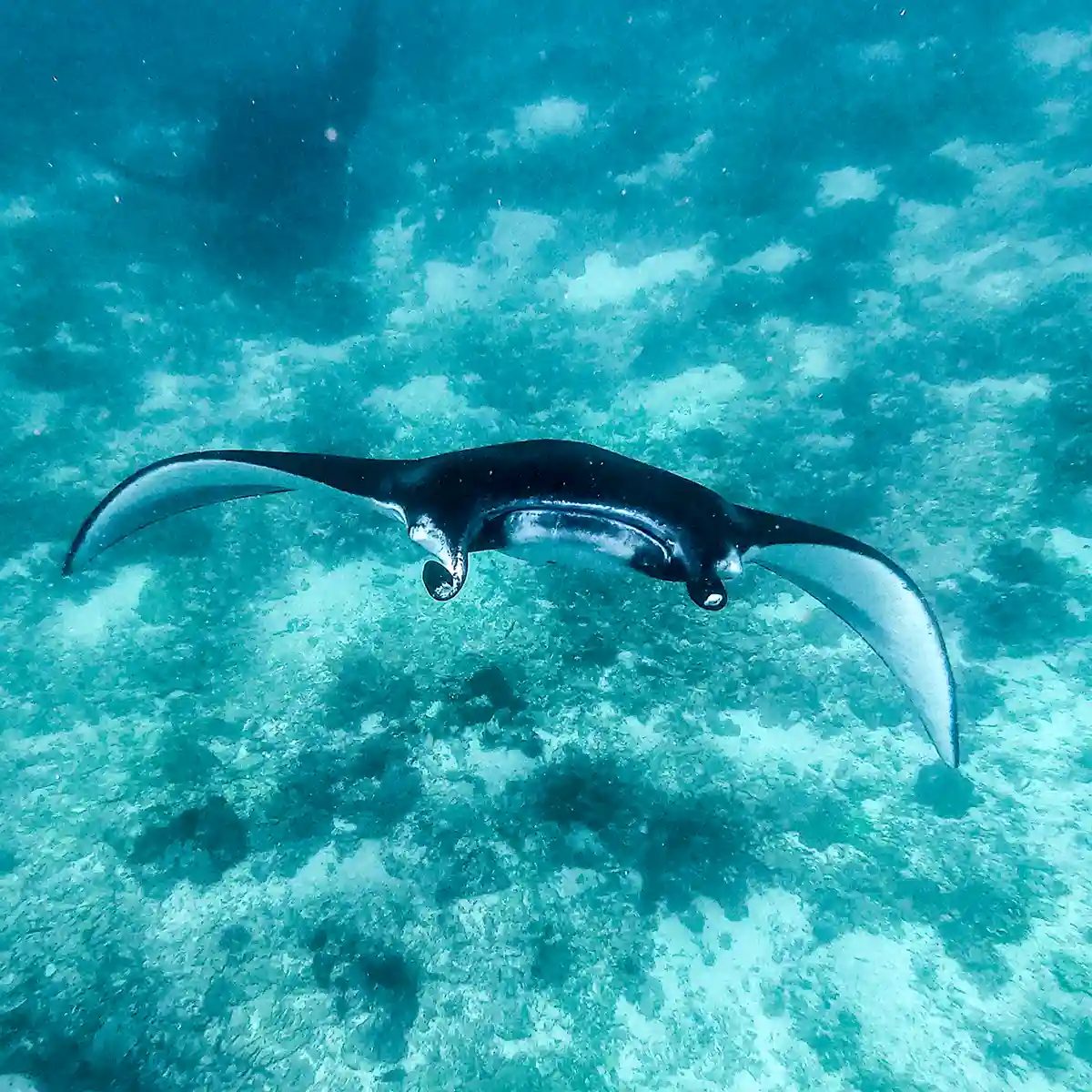 Manta Channels