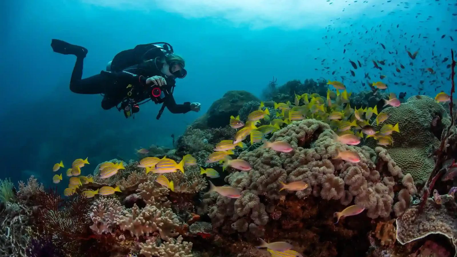 Soft coral crowding a wall in Misool