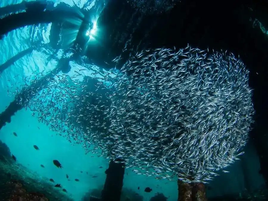 Arborek Jetty
