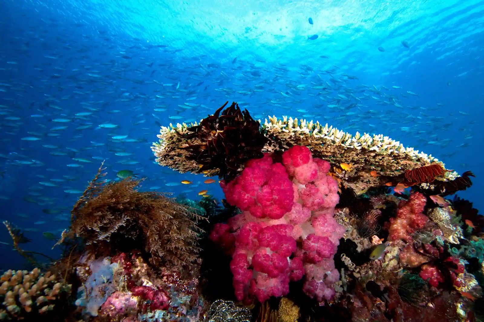 Soft coral and reef fish crowding a shallow pinnacle in Raja Ampat